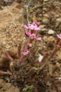 2007-04-11-064-Silene