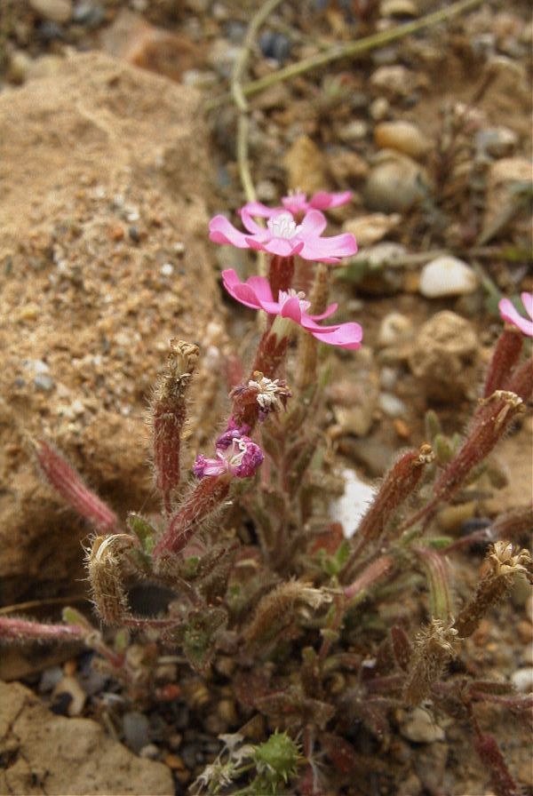 2007-04-11-064-Silene