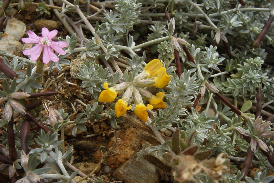 2007-04-11-065-Unknown-Yellow-Pea