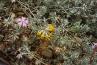 2007-04-11-066-Unknown-Yellow-Pea