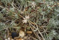2007-04-11-067-Unknown-Yellow-Pea