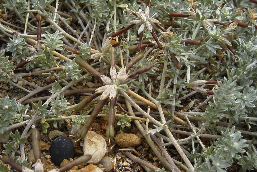2007-04-11-067-Unknown-Yellow-Pea