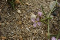 2007-04-11-068-Mathiola-lunata