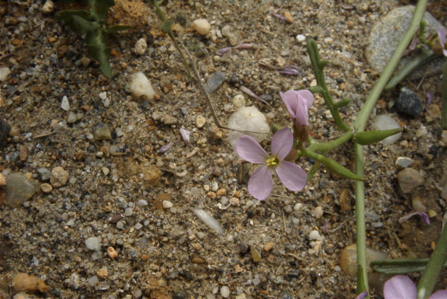 2007-04-11-068-Mathiola-lunata