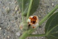 2007-04-11-089-Unknown-White-Bell