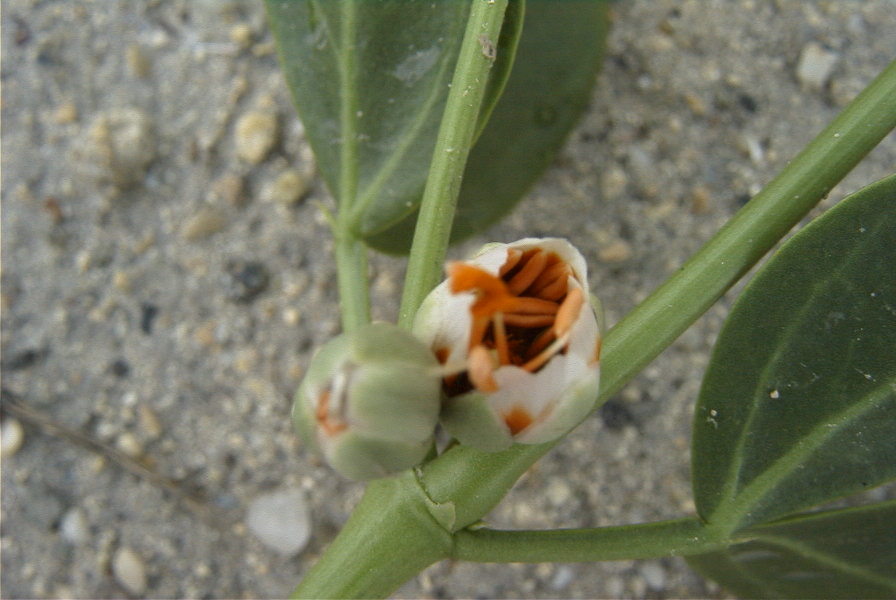 2007-04-11-089-Unknown-White-Bell