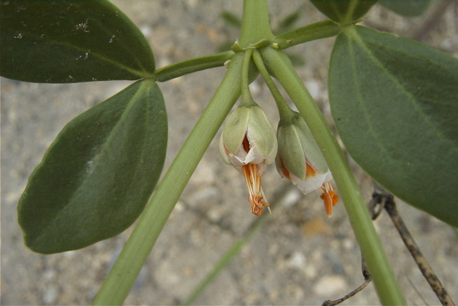2007-04-11-091-Unknown-White-Bell