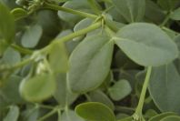 2007-04-11-092-Unknown-White-Bell