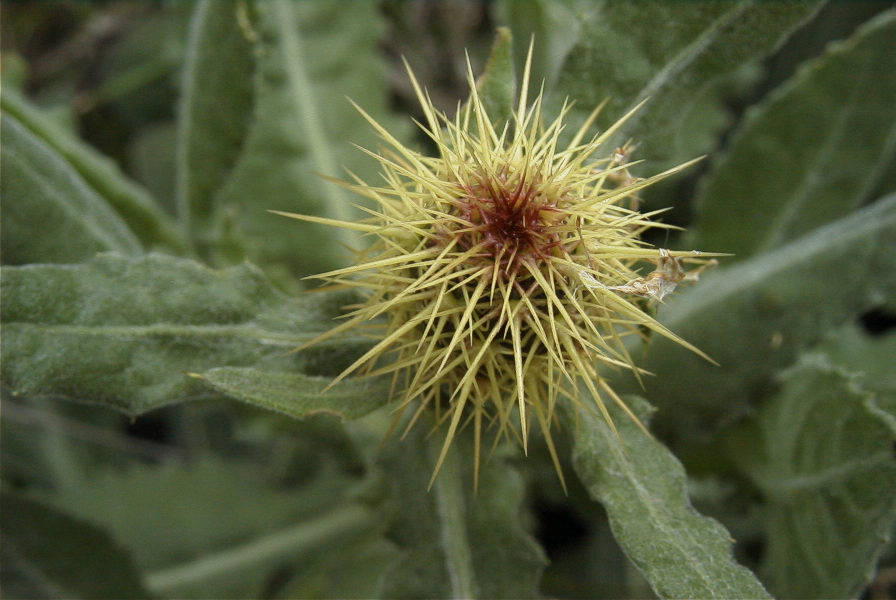 2007-04-11-097-Unknown-Thistle-Purple