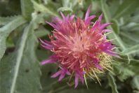 2007-04-11-098-Unknown-Thistle-Purple
