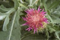 2007-04-11-099-Unknown-Thistle-Purple