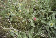 2007-04-11-100-Unknown-Thistle-Purple