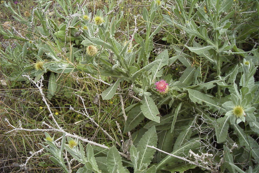 2007-04-11-100-Unknown-Thistle-Purple