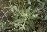 2007-04-11-101-Unknown-Thistle-Purple
