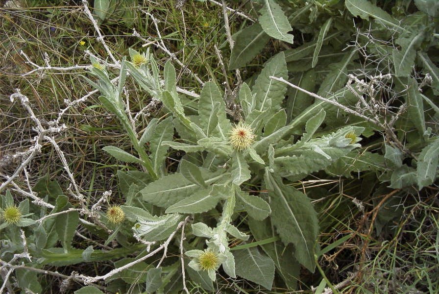 2007-04-11-101-Unknown-Thistle-Purple