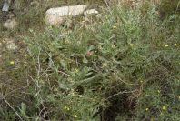 2007-04-11-102-Unknown-Thistle-Purple