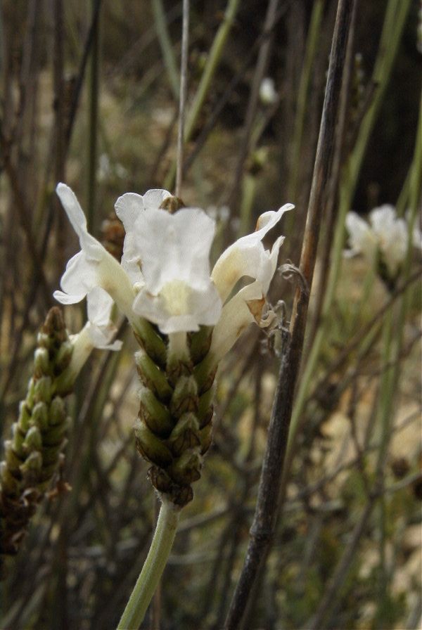 2007-04-11-104-White-Lavendula-dentata