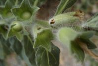 2007-04-12-001-Henbane