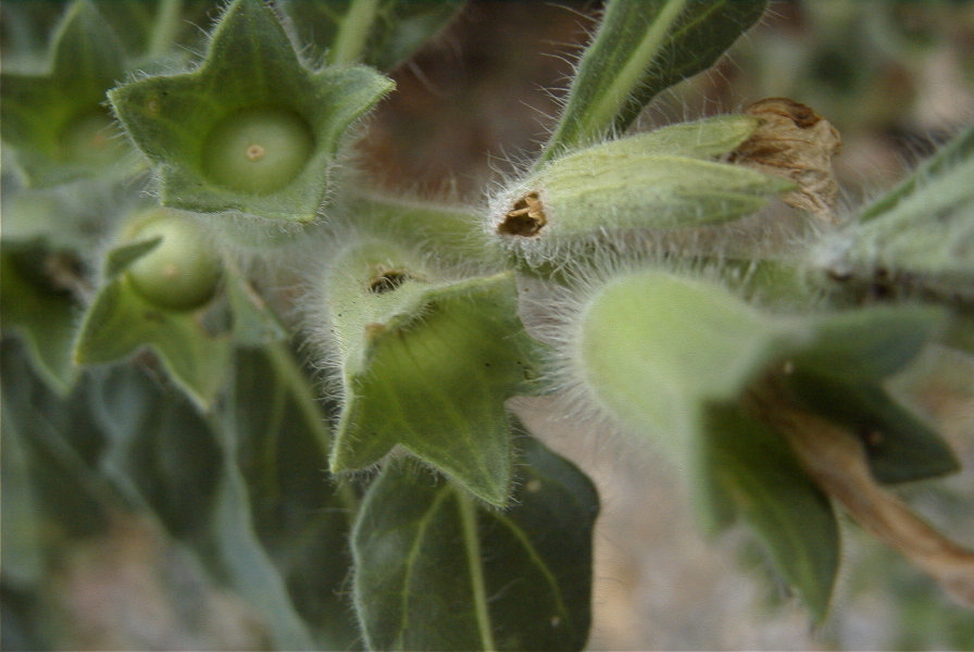 2007-04-12-001-Henbane