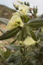 2007-04-12-002-Henbane