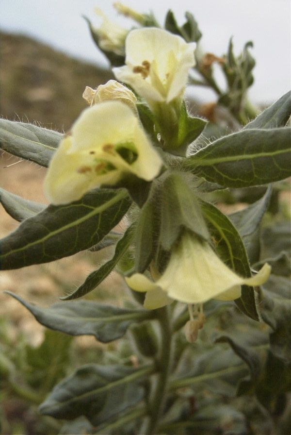 2007-04-12-002-Henbane