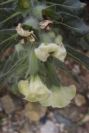 2007-04-12-003-Henbane
