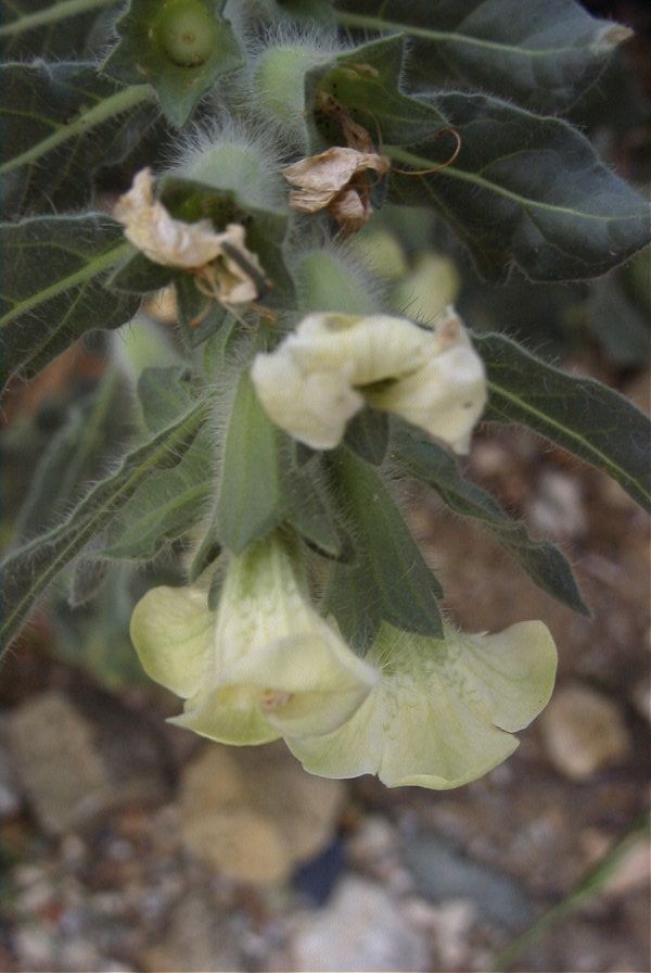 2007-04-12-003-Henbane