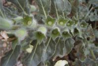 2007-04-12-004-Henbane