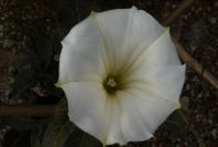 2007-04-12-006-Datura