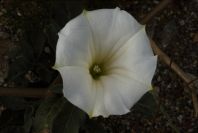 2007-04-12-007-Datura