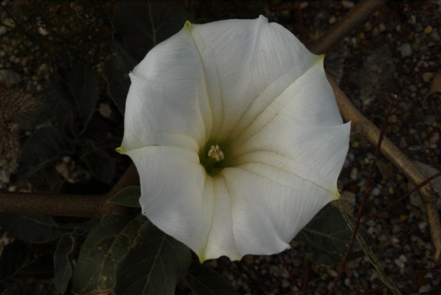 2007-04-12-007-Datura