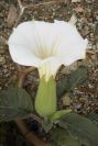 2007-04-12-008-Datura