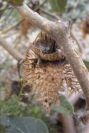 2007-04-12-009-Datura