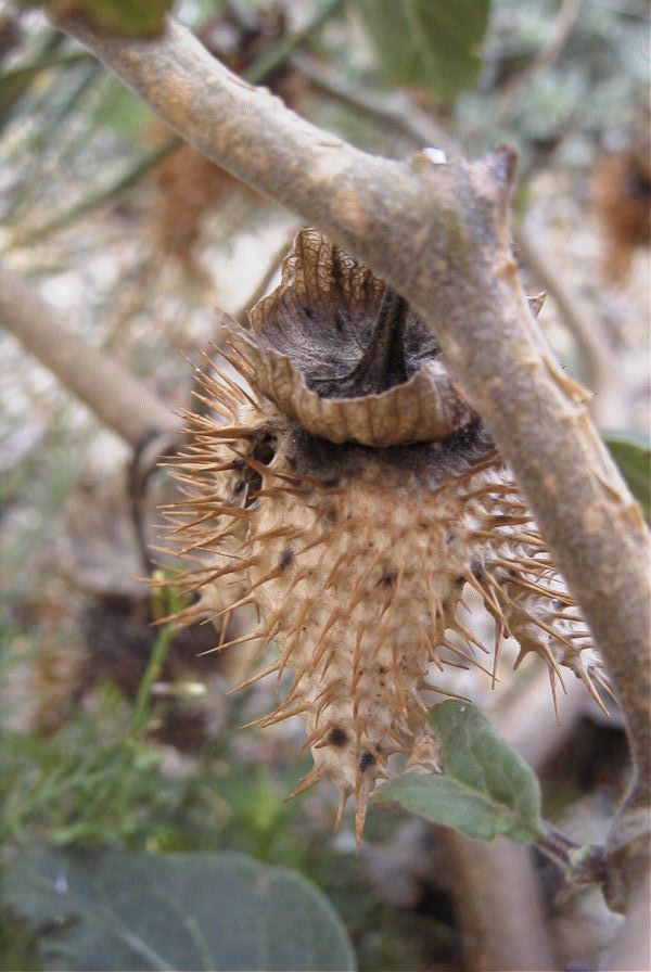 2007-04-12-009-Datura