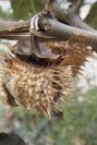 2007-04-12-010-Datura