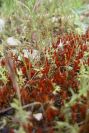 2007-04-12-030-Low-Growth