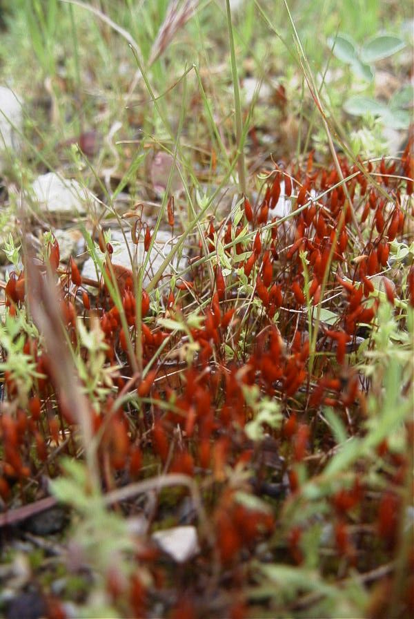 2007-04-12-030-Low-Growth