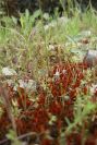 2007-04-12-031-Low-Growth