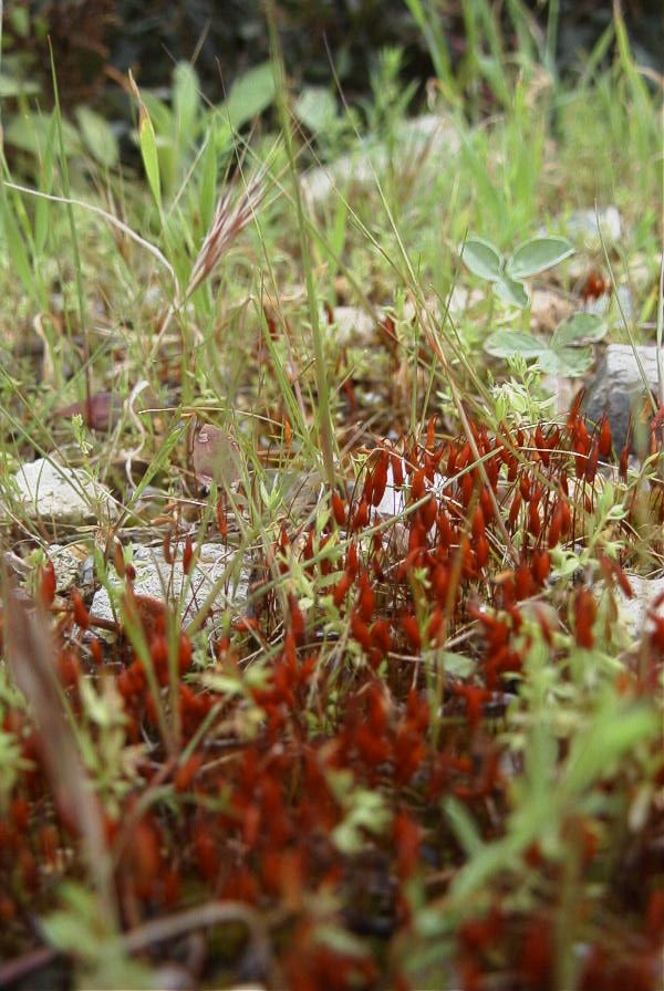 2007-04-12-031-Low-Growth