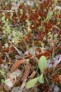 2007-04-12-032-Low-Growth