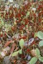 2007-04-12-033-Low-Growth