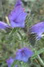 2007-04-12-034-Echium-sabulicola