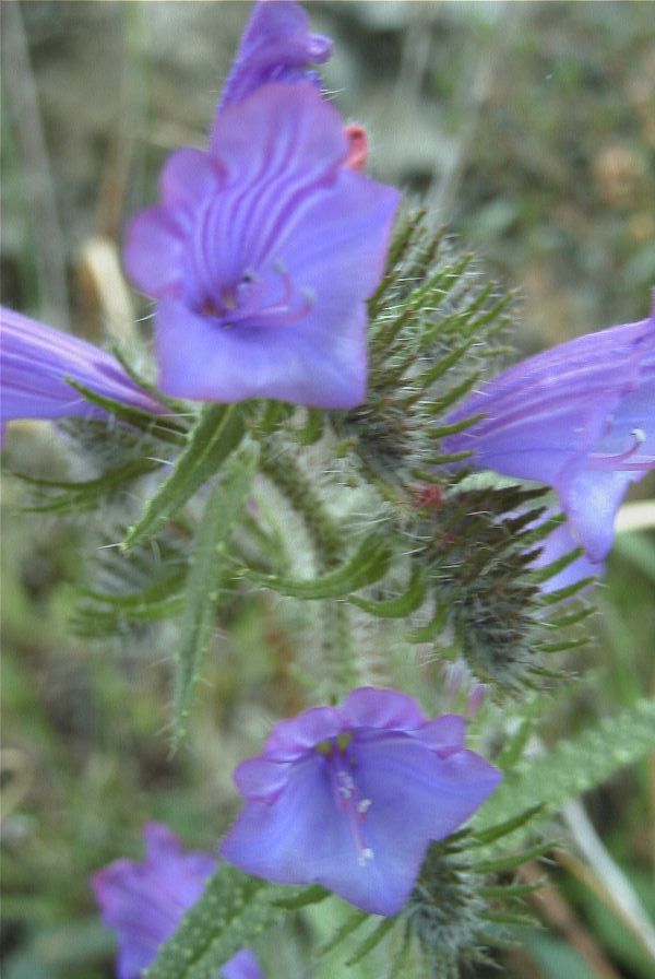 2007-04-12-034-Echium-sabulicola