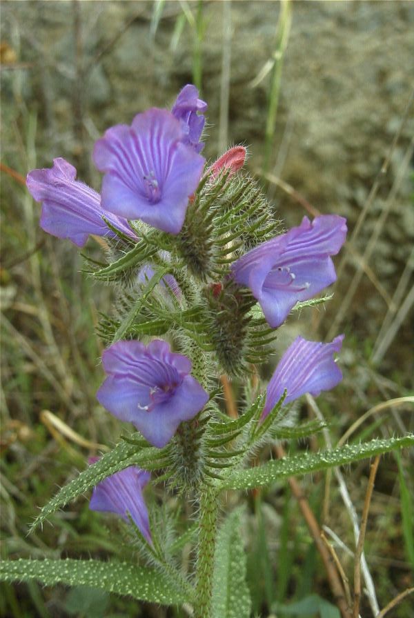 2007-04-12-035-Echium-sabulicola