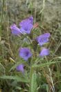 2007-04-12-036-Echium-sabulicola