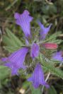 2007-04-12-037-Echium-sabulicola