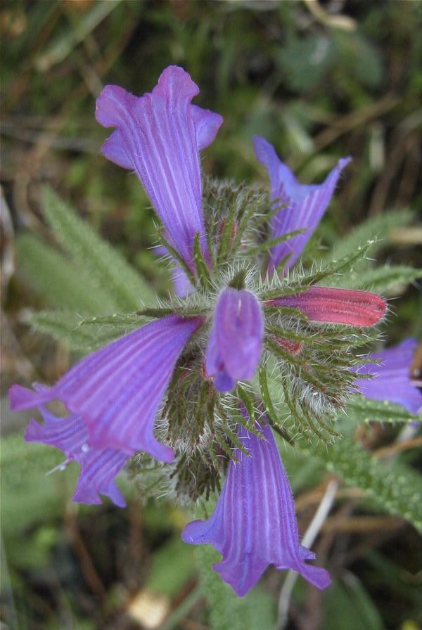 2007-04-12-037-Echium-sabulicola