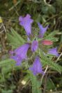 2007-04-12-038-Echium-sabulicola