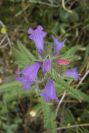 2007-04-12-039-Echium-sabulicola