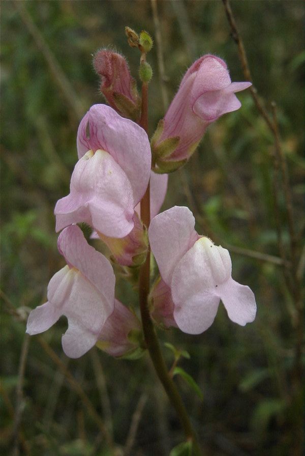 2007-04-12-040-Antirrhinum